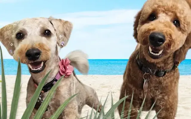 Discover Pet Health Poochtique and Spaw in Bentleyville, PA