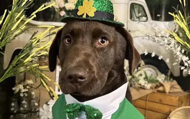 Lucky Dog Day Spa in Lumberton, NC