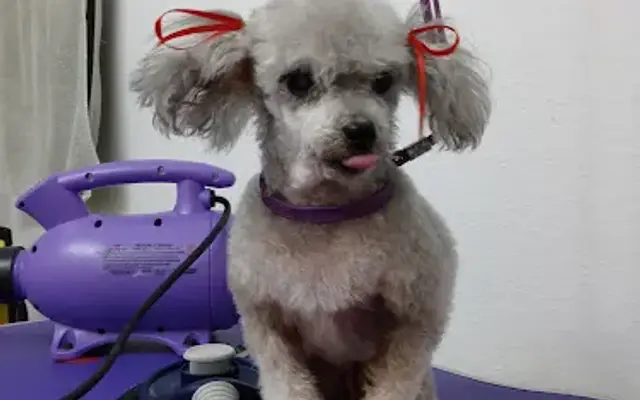 PAWS AND REFLECT GROOMING in Myrtle Beach, SC