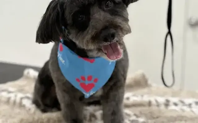 The Groomed One LLC in The Villages, FL