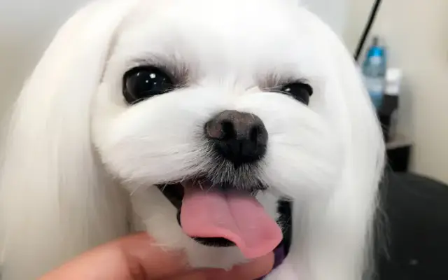 Happy Dogs Grooming in Bellaire, TX