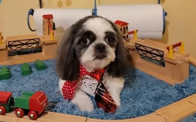 Daphadill's Happy Tails Dog Groomer in Cantonment, FL
