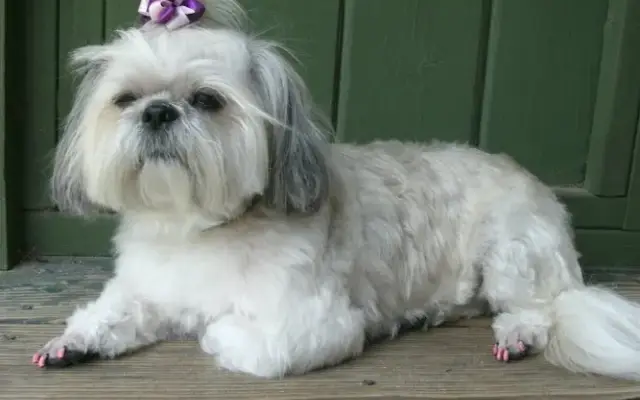 Dandiedog Grooming in Jesup, GA