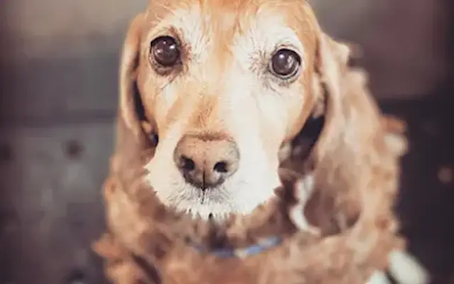 A Mobile Grooming Pet Salon in Corona, CA