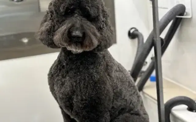 Polished Pups Mobile Dog Grooming in Falls Church, VA