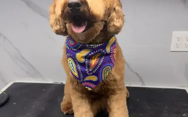 Marco Dog Studio in Coconut Creek, FL