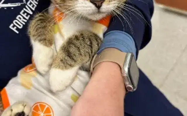 Forever Vets Animal Hospital at Baymeadows in Jacksonville, FL