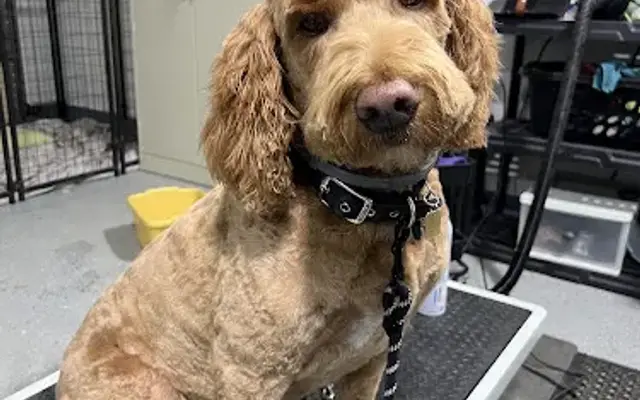 Rivers Edge Grooming in Decorah, IA