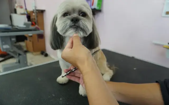 Dogo Salon & Mobile in Woodland Hills, CA