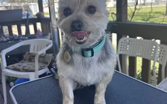 Pawfect Adventures in Haltom City, TX
