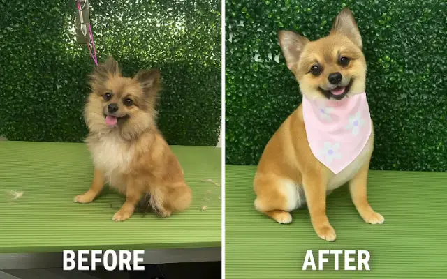 Sofiaro Dog Grooming and Boutique LLC in Lorena, TX