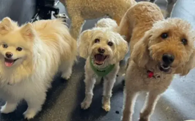 Digs Dog Care in Long Grove, IL