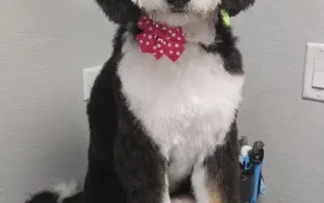 Totally Pawsome Pet Grooming in Lincolnshire, IL