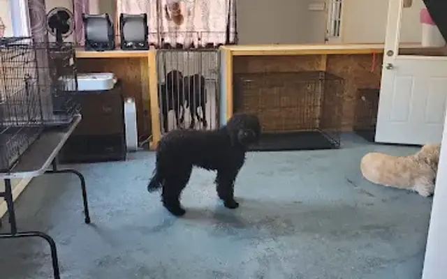 Country Pups Grooming in Brownstown, IN