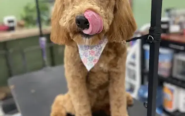 Angie's Canine Corner in Loveland, OH