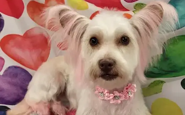 Boojie Paws LLC, Mobile Pet Spa in Leesburg, FL