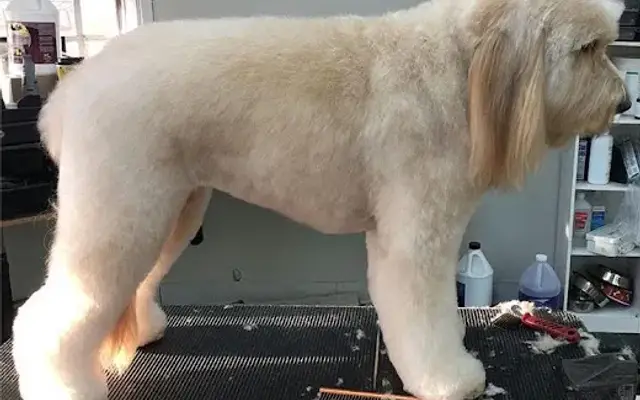 Golden Paws in Houston, TX