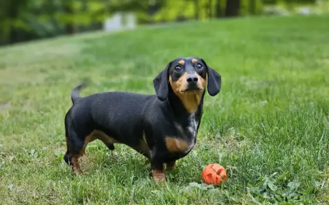 Mobile Dog Grooming Clean K9 in Franklin, NJ