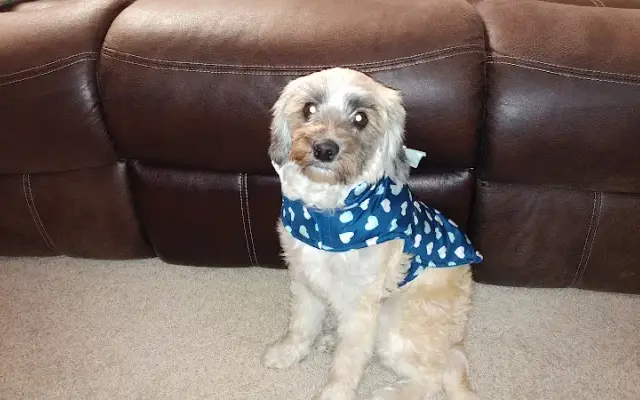 STAR * BARKS DOG GROOMING SALON in Cypress, TX