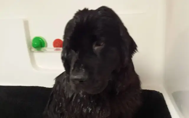Head To Tail Pet Salon in La Porte, IN