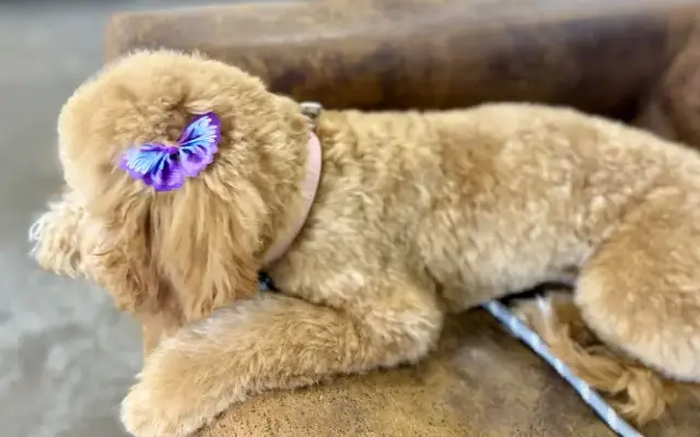 The Pet Barber in Houston, TX