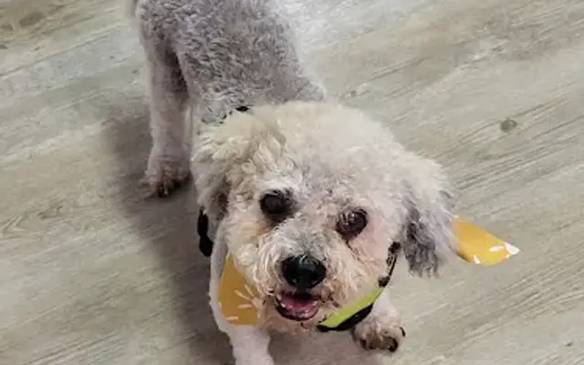 Kiki's Paw Spa in Portage, WI