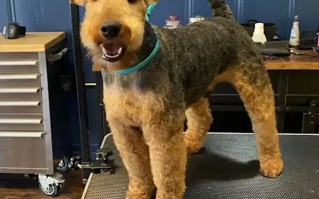 Furology Educated Grooming LLC in Rio Dell, CA