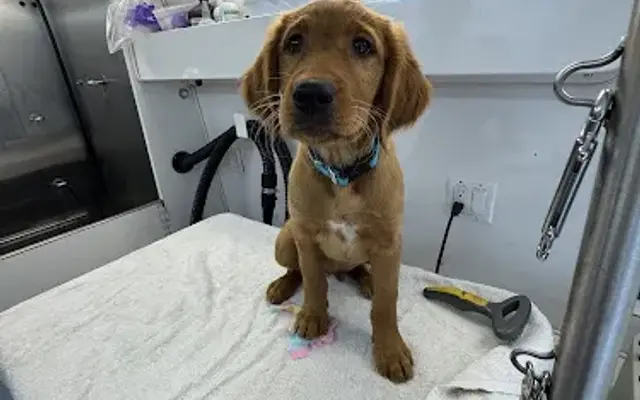 Star's Grooming, LLC. in Novato, CA