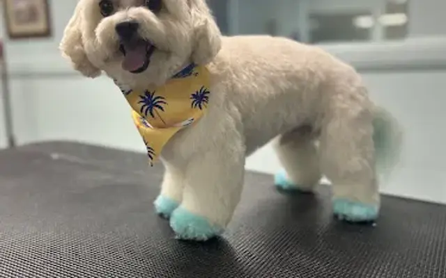 Barks & Bows in Burlington, NC
