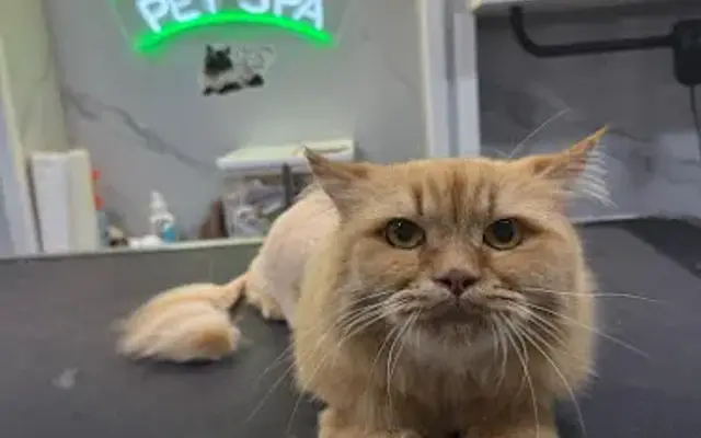 Valulozano Grooming in San Jose, CA