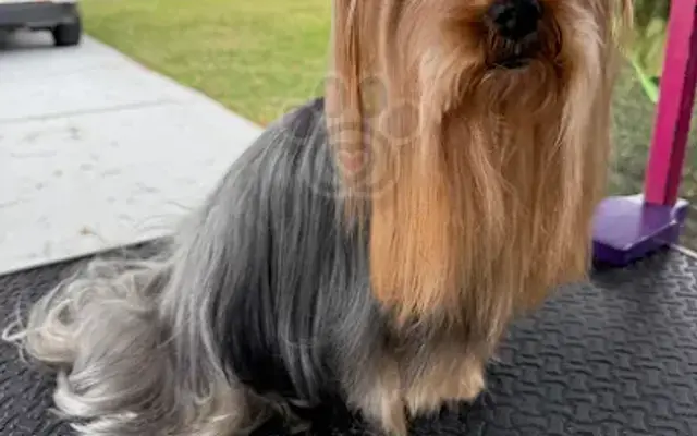 Dimple Pawz LLC in Davenport, FL
