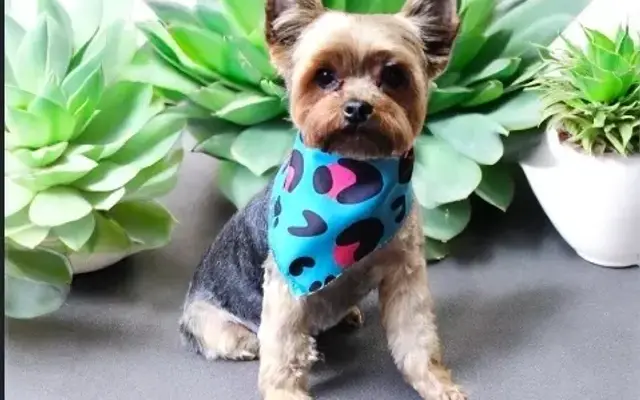 Pineville Pet Parlor by Brittany & Tia in Pineville, LA