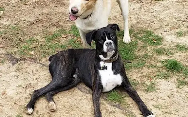Ruff Country Dog Resort LLC - Tipton in Atoka, TN