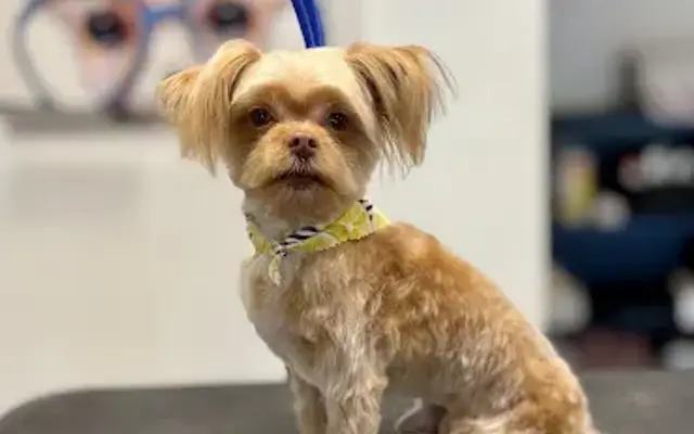 Shear luxury pet styling in Naples, FL