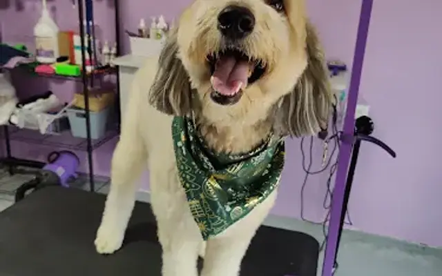 KT'S K9 Grooming in East Carondelet, IL