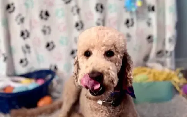 Bark and Bath pet grooming in Baker, FL