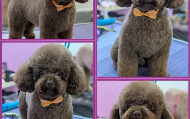 Class Act Grooming in Port Charlotte, FL
