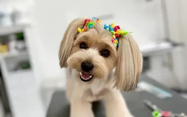 Cuts For Mutts in Fredericksburg, VA