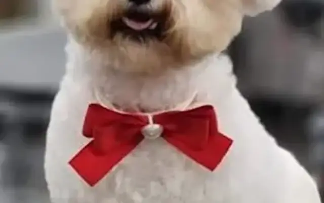 Pooches Hair Studio Dog Grooming in Edmond, OK
