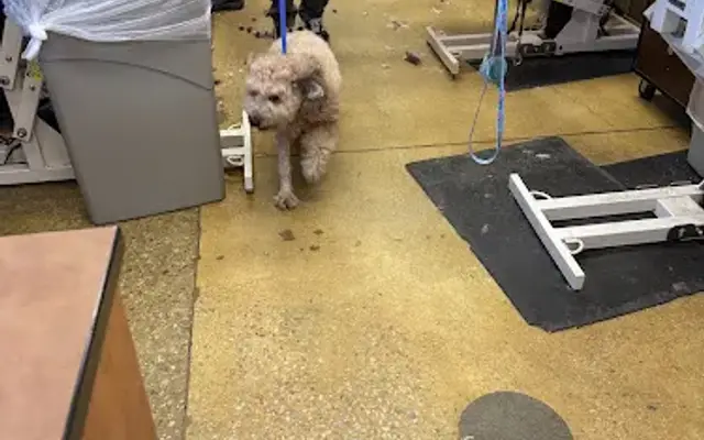 PetSmart Grooming in Tullahoma, TN