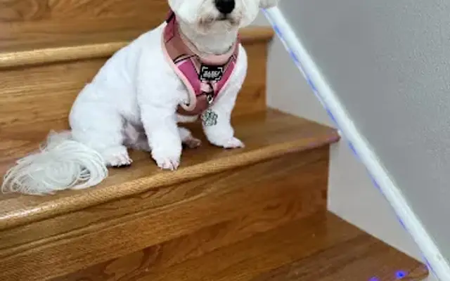 4 Paws Grooming in Rockledge, FL