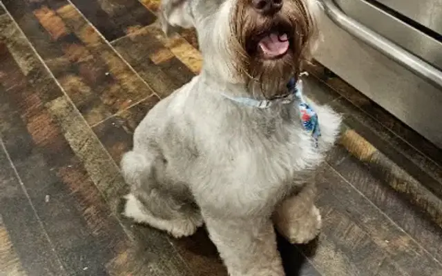 Jazz'm Up Pet Salon in Pell City, AL