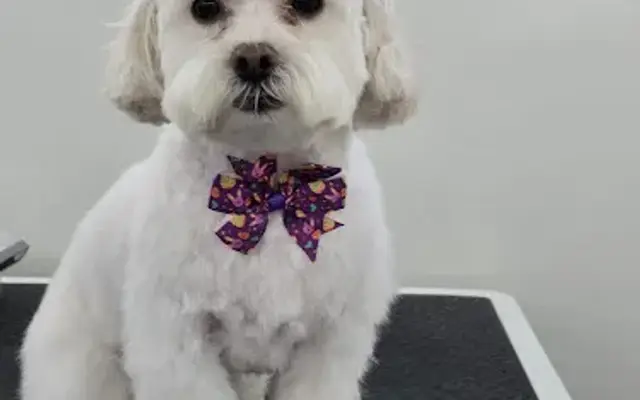 PARK N BARK MOBILE DOG GROOMING LAKE CITY in Lake City, FL