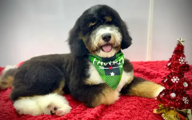 Fancy Paws Mobile Spa in Riverton, UT