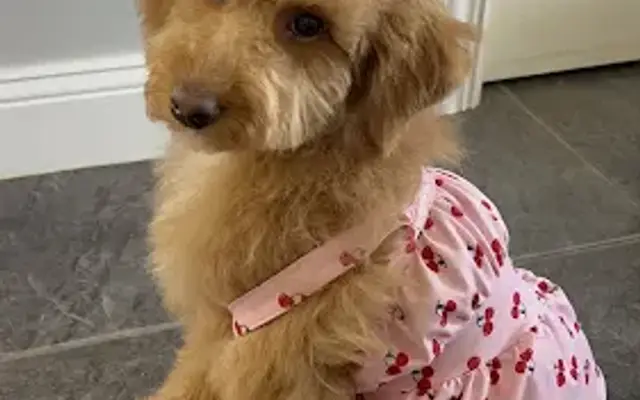 Bubbles and Barks Pet Spa in Phillipsburg, NJ