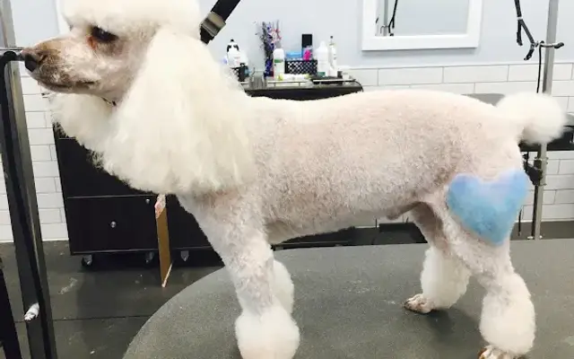 VIP Grooming Dogs & Cats in Radcliff, KY