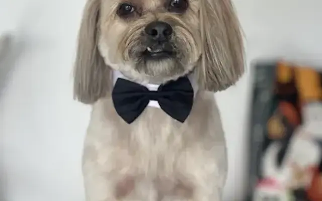 Leal pet grooming and hotel in Brooksville, FL