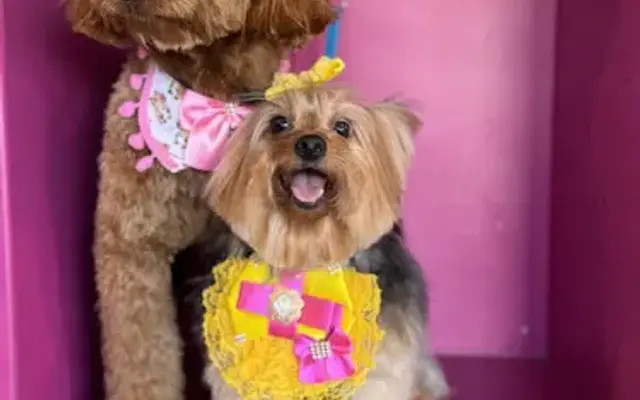Tia Pet Care - Dog Grooming in Philadelphia, PA