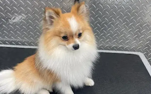 Mobile Dog Grooming West Palm Beach in Loxahatchee, FL