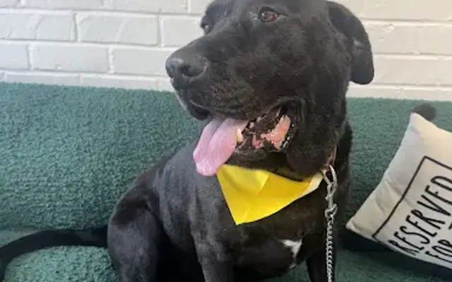 Dash Pet Pawlor - Pico Rivera (Dog & Cat Grooming) in Pico Rivera, CA